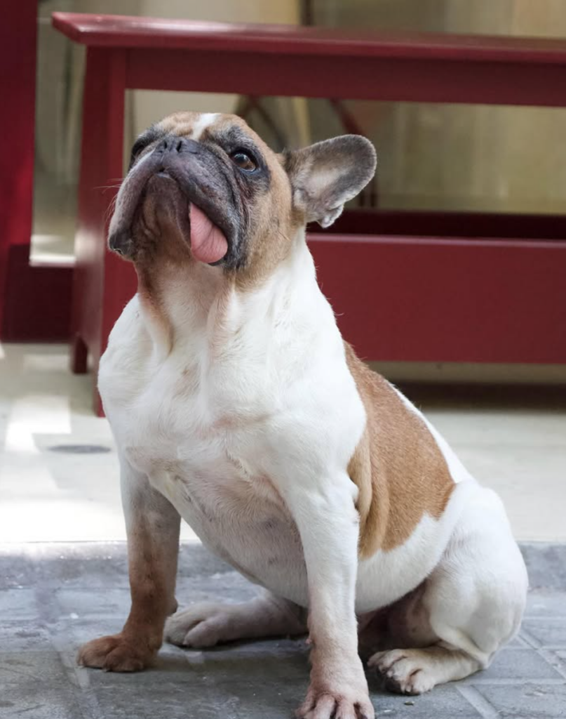 perro charliecoffeecompany